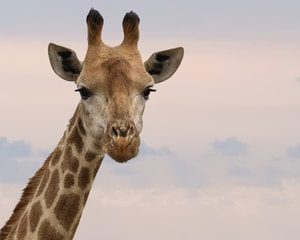 Giraffe. Escondido Title Loans