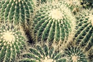 Cactus. Gilbert Title Loans