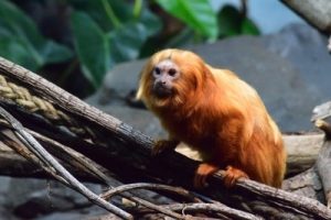A monkey sitting on a branch