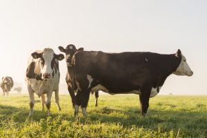 dairy cows. Title Loans Bellflower