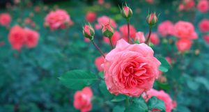 Roses. Title Loans Redlands