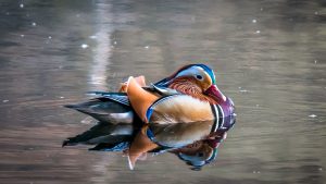 Duck on water. Title Loans Folsom